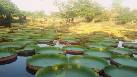Giant Victoria Lilies In Phitsanulok, northern Thailand