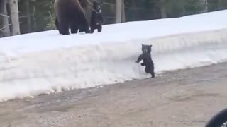 Don't mess with mama bear