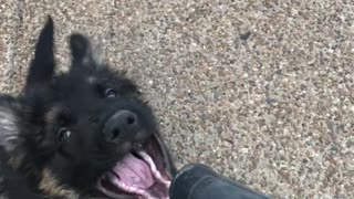 German Shepherd puppy loves playing with leaf blower