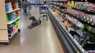 Service Dog: Public Access Shopping During Covid Stuffs