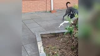 dog playing with fabric