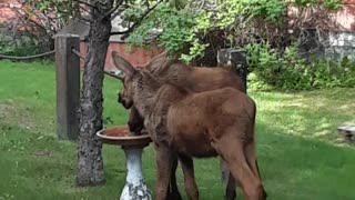 Moose Babies Break Birdbath
