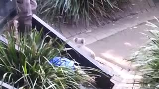 Angry Koala Chases Zoo Keeper And Then Fights With A Quokka