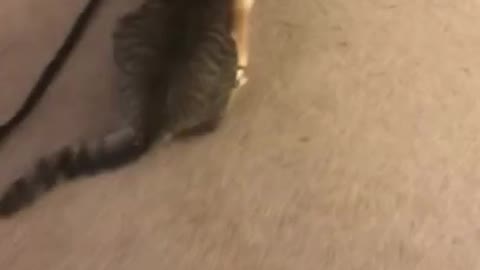 French Bulldog takes cat for a walk