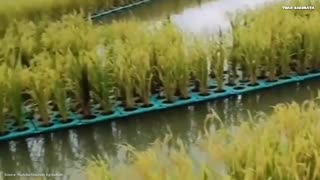 Modern Rice Cultivation with an Hydroponic System