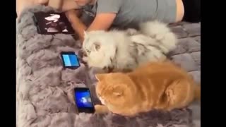 Funny Animal Video Compilation (Cats, Dogs)
