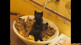 Funny cat video playing