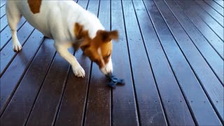 Dog Tries To Figure Out Fidget Spinner