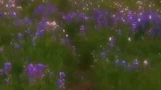 Flowers art video