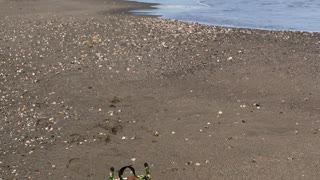 Wheelchair Dog enjoying the Beach