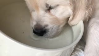 Golden Retriever Puppy Falls Asleep In His Own Water Bowl