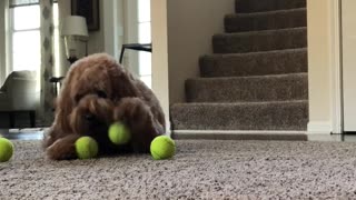 Sully loves his tennis balls