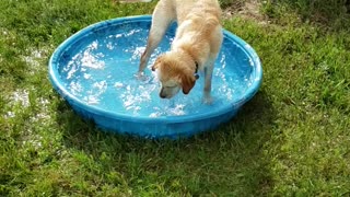 Pool dog