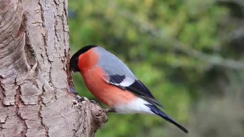 The most beautiful red-colored bird in nature