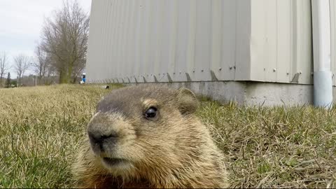 Curious Gopher Closely Examines GoPro Camera