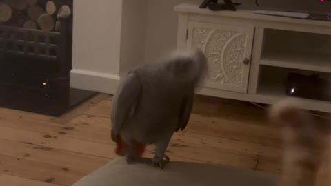 Parrot Wants To Cause a CATastrophe