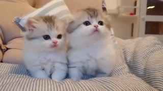 look at these cute kittens