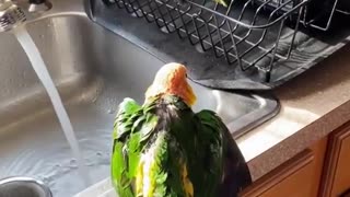 Parrot tells owner he's ready to take a bath