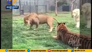 Lion Gets Into a Fight With Tiger