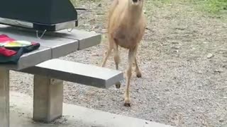Deer Steals a Hotdog