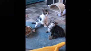 Two cute cats fighting