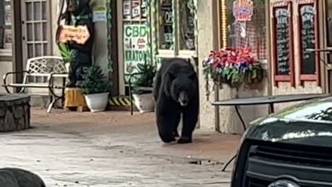 Bear Chased Out of Town by Pizza Restaurant Worker