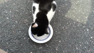feeding cute kitten