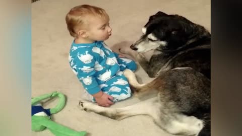 Gentle Husky Becomes The Perfect Bed For Sleepy Baby