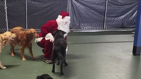 Santa Visits the Big Dogs!