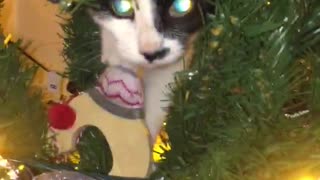 Kitten gets caught climbing the Christmas tree