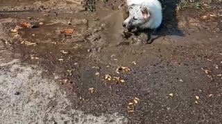 Dog Enjoys Playing in Mud Puddle