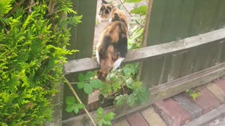 My cat jumping through fence