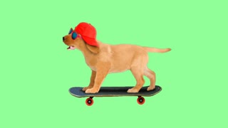 Dog Rolling ON a Scooter green screen