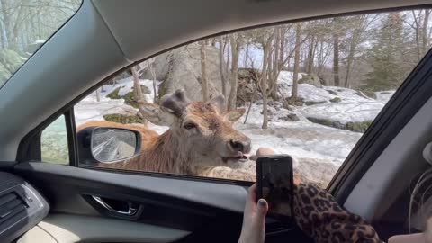Kid has an adorable reaction to feeding an elk