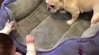 A dog playing with a child