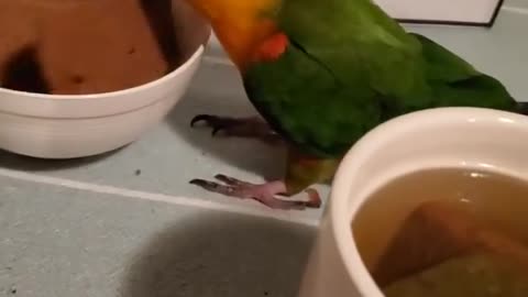 Cookies and tea (Jenday Conure)
