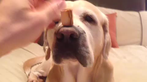 Dog shows off the perfect pet trick?