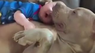 Child sleeps with puppy | bebe Duerme con Pitbull