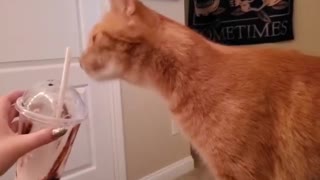 Cat Tries To Steal Mom's Drink!