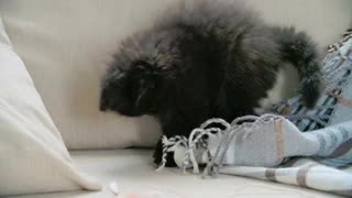 A Pet Kitten Playing With A Blanket In The Sofa