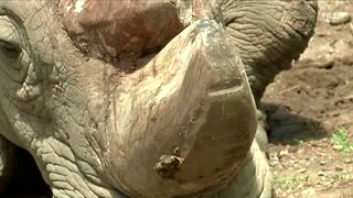 Embryos boost hopes of saving northern white rhino