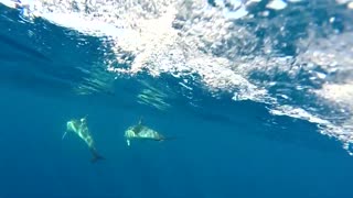 Beautiful animal world! Dolphins swim under water!