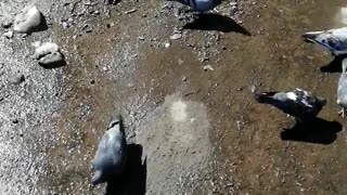 A small flock of pigeons.