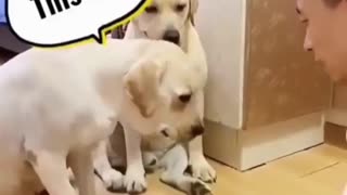 Funny dogs playing #shorts