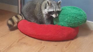 Raccoon arranges bedclothes before going to bed