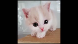 Cute Curious Cat Looks Around