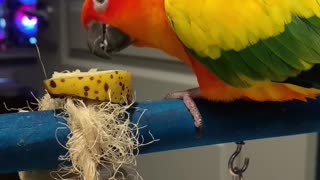 Parrot dances between bites of breakfast banana