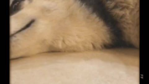 husky washes the floors