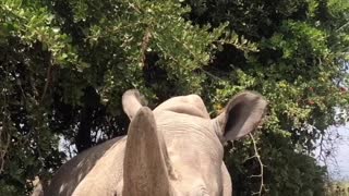 Najin, the Rare White Rhino