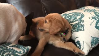 French Bulldog Puppy Playing With Golden Retriever Puppy